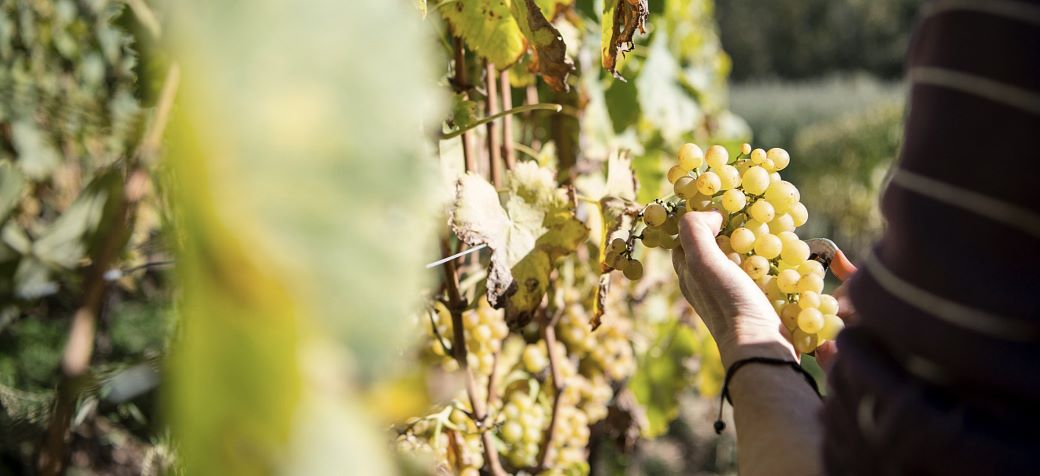 Weingut_Südtirol_Manincor_Überetsch_Kaltern am See_Weißwein_Chardonnay